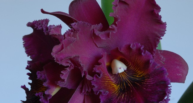 Des orchidées au parfum envoûtant