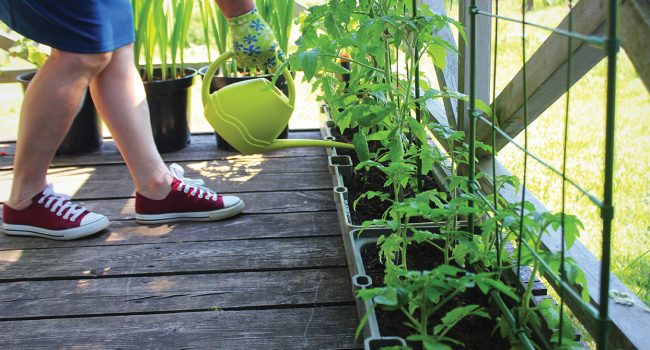 Jardinage de balcon en 5 leçons 