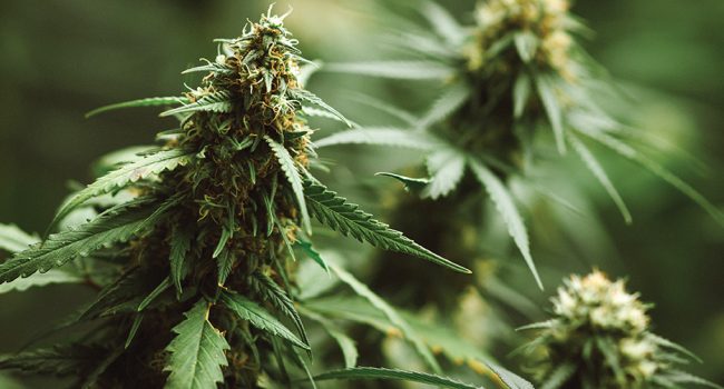 Le cannabis est-il un traitement éprouvé ?