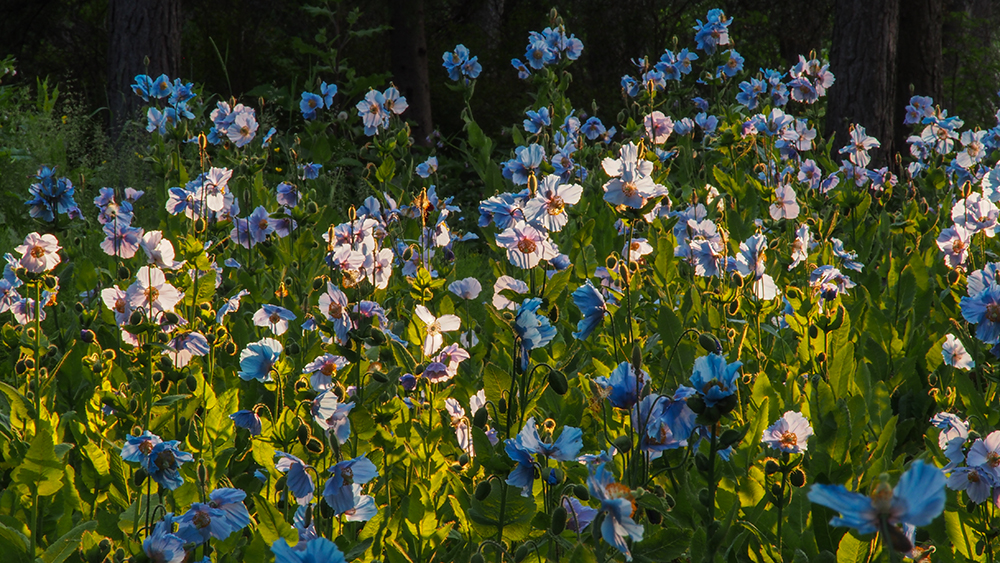 En allant au Festival international de jardins, on peut admirer le pavot bleu dans les Jardins de Métis. 