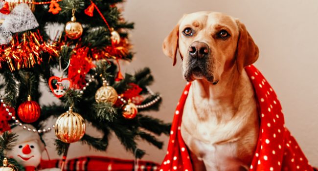 Urgence vétérinaire : les risques méconnus pour vos compagnons à Noël