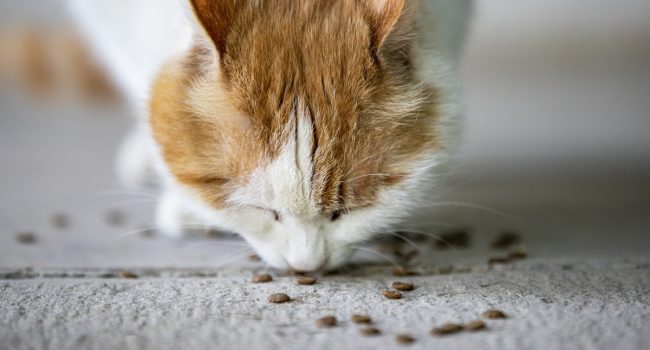 Encore les mêmes croquettes ! Faut-il varier l’alimentation des chats et des chiens?