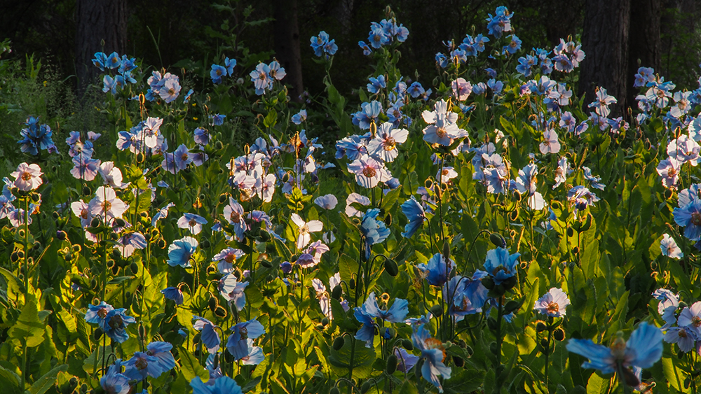 En allant au Festival international de jardins, on peut admirer le pavot bleu dans les Jardins de Métis.